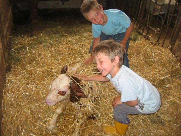 Hansalagut Farm stay Mauterndorf (Salzburg)
